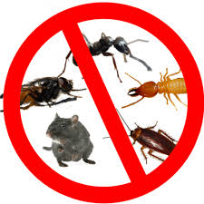 The Role of Pest Control in Food Safety post thumbnail image