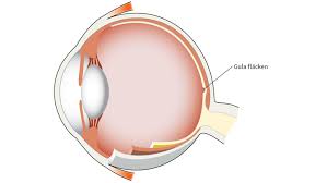 Spotlight on Vision: Understanding the Macula of the Retina post thumbnail image