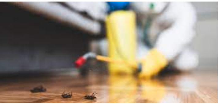 Eco-Helpful Pest Control Remedies for your house post thumbnail image