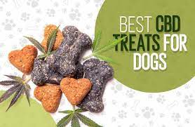 Keep Your Canine Calm with CBD Dog Treats for Anxiety post thumbnail image
