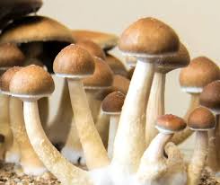 Magic Mushrooms in DC: Enchantment in Nature post thumbnail image