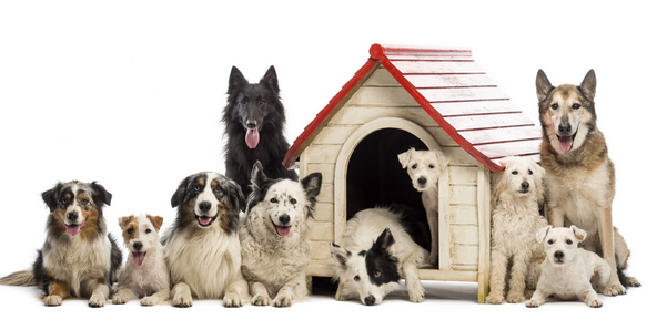 Dog boarding Facilities: A Guide to Hassle-Free Pet Care post thumbnail image