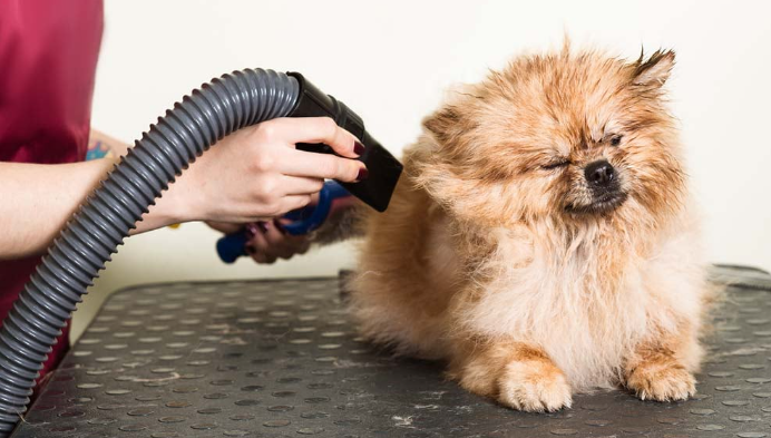 Efficient Grooming with the Right Dog Dryer Blower post thumbnail image