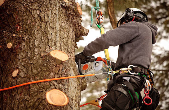 Trimming Excellence: Tree Service in Richmond, VA post thumbnail image