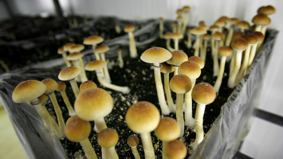 Magic at Your Fingertips: Where to Buy Shrooms Online post thumbnail image