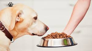 Tail-Wagging Treats: Exploring the Best Dog Food Options post thumbnail image