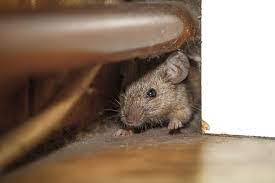 Lacey Rodent Control Services: Your Pest Management Partner post thumbnail image