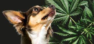 Gourmet for Good Boys: Elevate Your Dog’s Treat Game with CBD post thumbnail image