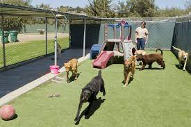 Evaluate The Two Primary Perks In The Dog Boarding Solutions post thumbnail image