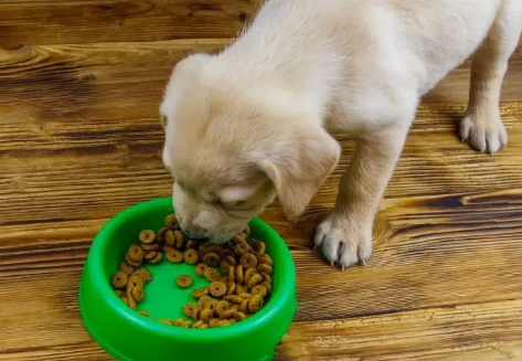 Labrador Love: Nourishing Your Pup with the Finest Dog Food post thumbnail image