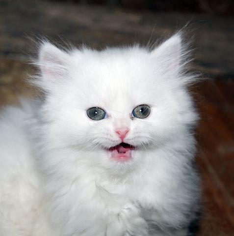 Purr-fect Companions: Discover Kittens for Sale Nearby post thumbnail image