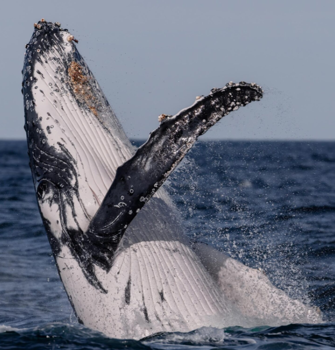 Sydney Whale Watching: A Spectacular Ocean Adventure post thumbnail image